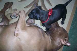 pui pit-bull PARINTI DE EXCEPTIE