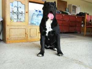 Vand CANE CORSO 150 E rasa pura.