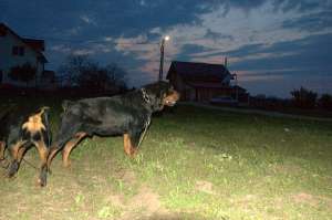 Vand pui Rottweiler