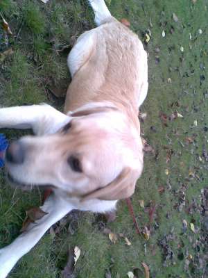 LABRADOR RETRIEVER PT MONTA