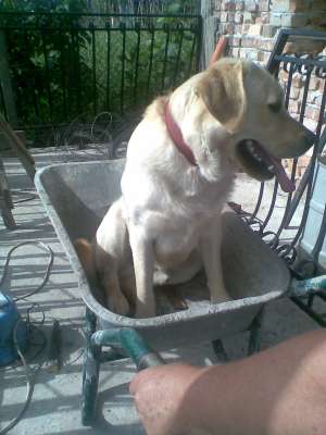 LABRADOR RETRIEVER PT MONTA