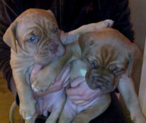 Vand Dog de Bordeaux