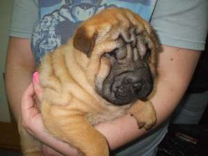 Vand pui shar-pei
