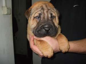Vand pui shar-pei