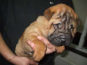 Vand pui shar-pei