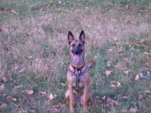 Vand puii Malinois