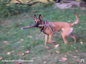 Vand puii Malinois