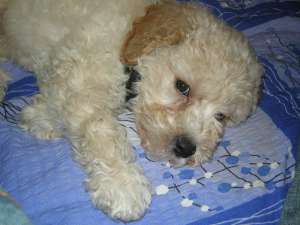vand caniche bej Sibiu
