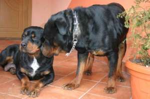 vand pui rottweiler