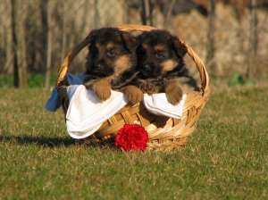 Pui ciobanesc german rasa pura - Cando Rosch Kennel