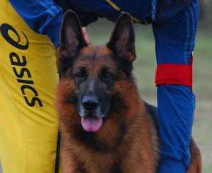 Pui ciobanesc german rasa pura - Cando Rosch Kennel