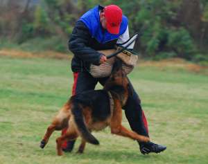 Pui ciobanesc german rasa pura - Cando Rosch Kennel