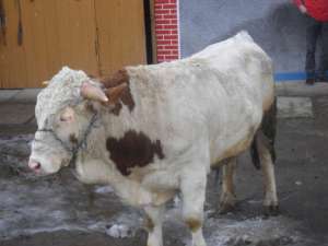 Vand 2 tauri