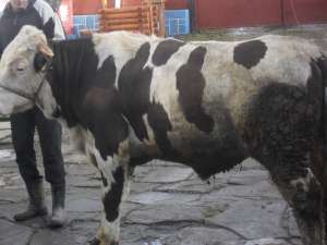 Vand 2 tauri