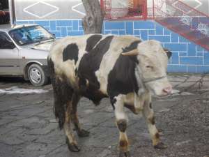 Vand 2 tauri