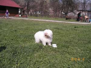 VAND BICHON BOLOGNESE RASA PURA IN MURES