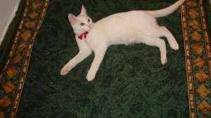 Vand Puiut Angora