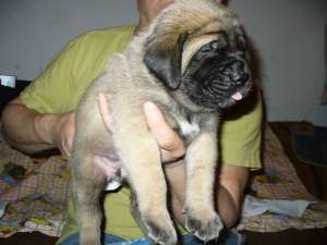 Engleză pui Mastiff de vanzare