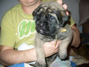 Engleză pui Mastiff de vanzare