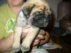 Engleză pui Mastiff de vanzare