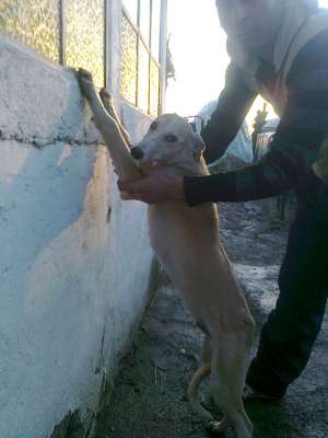 vand catel ogar