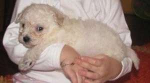 Bichon Frise