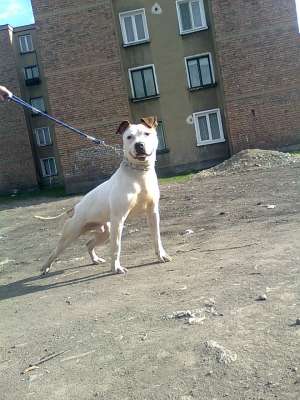 Vand Amstaff