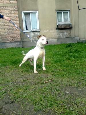 Vand Amstaff