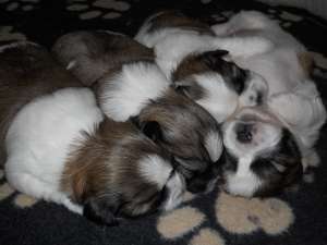 Pui Shih tzu