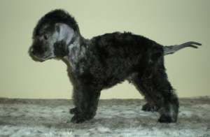Vind catei Bedlington Terrier