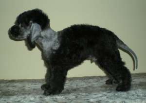 Vind catei Bedlington Terrier
