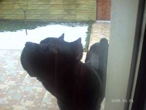 VAND CANE CORSO