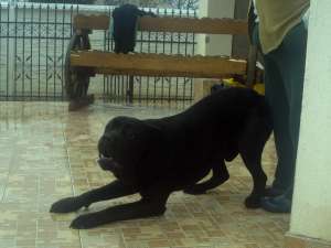 VAND CANE CORSO