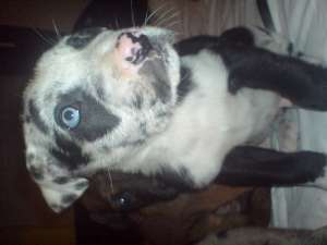 pui dog german 400 ron