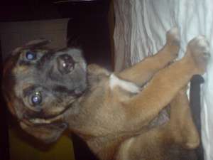 pui dog german 400 ron