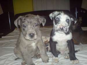 pui dog german 400 ron