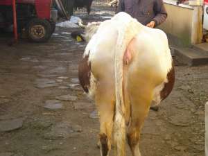 Vand vaca de rasa buna de lapte