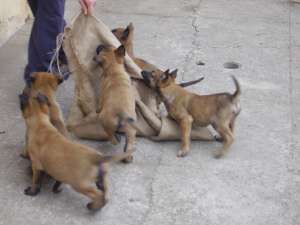 Pui ciobanesc belgian malinois