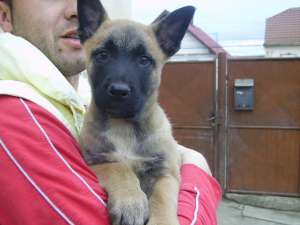 Pui ciobanesc belgian malinois