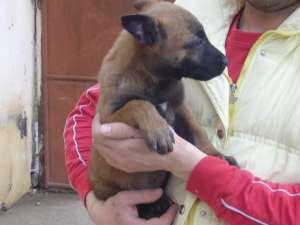 Pui ciobanesc belgian malinois