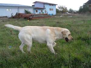 labrador mascul monta cu pedigre