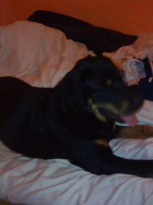 vand rottweiler 6 luni
