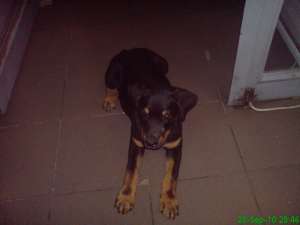 vand rottweiler 6 luni