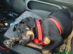 vand rottweiler 6 luni