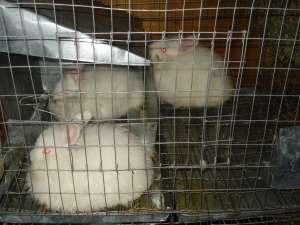 VAND IEPURI ANGORA