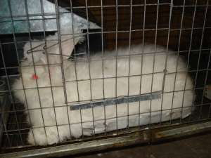 VAND IEPURI ANGORA