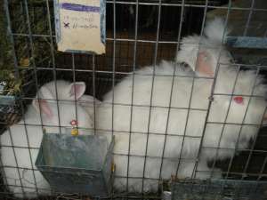 VAND IEPURI ANGORA