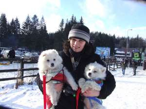 samoyed