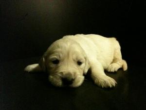 VAND PUI GOLDEN RETRIVER