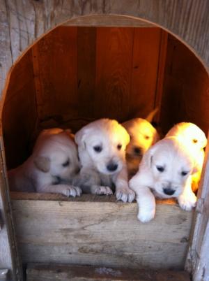 VAND PUI GOLDEN RETRIVER